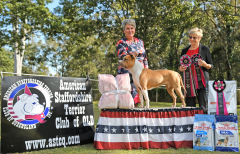 Bitch Challenge & Open In Show - Ch. Amstarfx Marvel In The Making (AI)